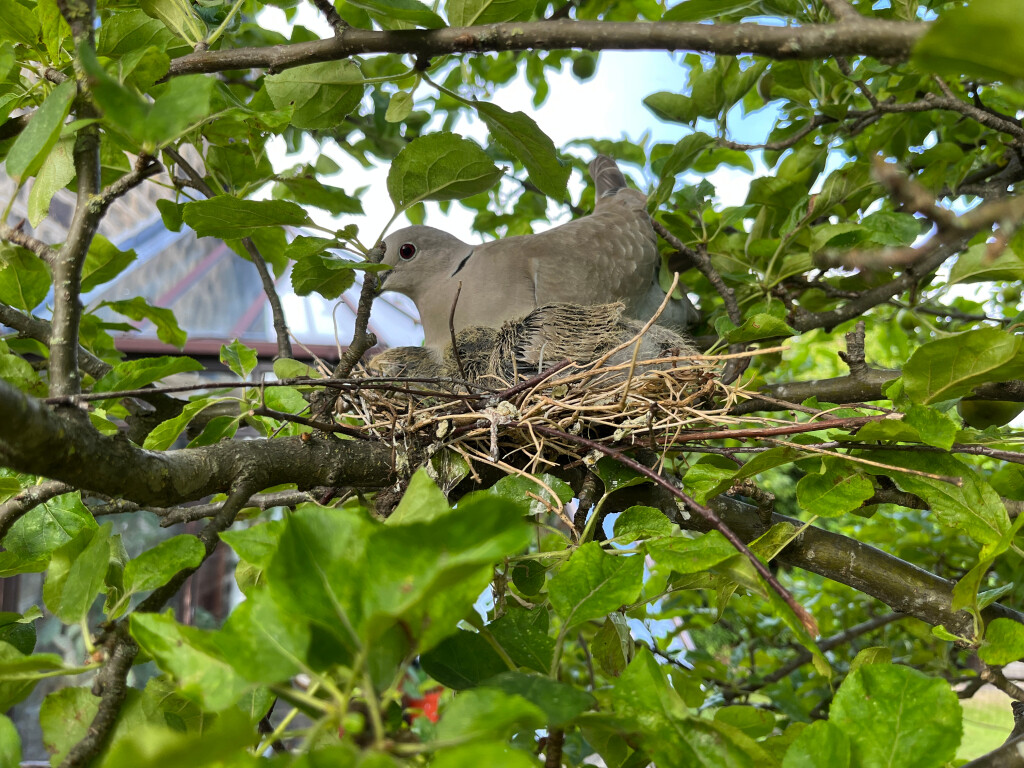 Proud Collared Dove Parent and Two Squabs
